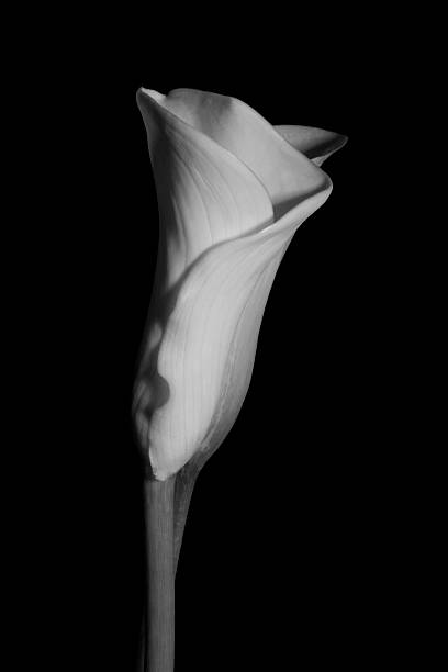 istock Calla Lillies in Black and White 471114977