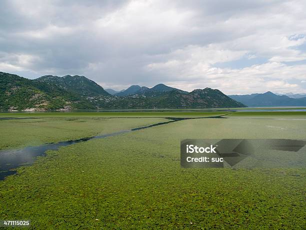 Photo libre de droit de Lac Skadar banque d'images et plus d'images libres de droit de Arbre - Arbre, Baie - Eau, Balkans