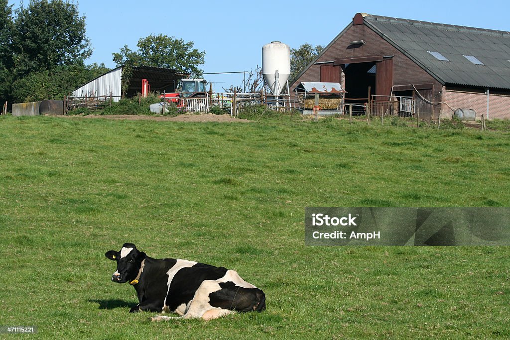 Vaca deitada em um campo - Royalty-free Agricultura Foto de stock