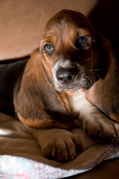 istock Basset Hound Puppy 471115259