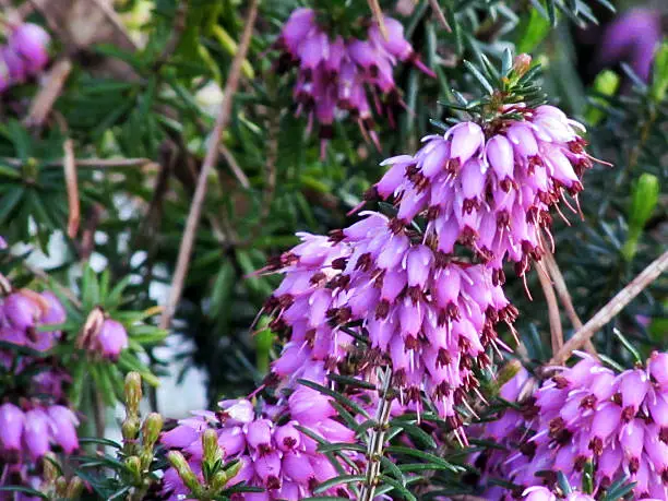 Erica carnea violet blossom