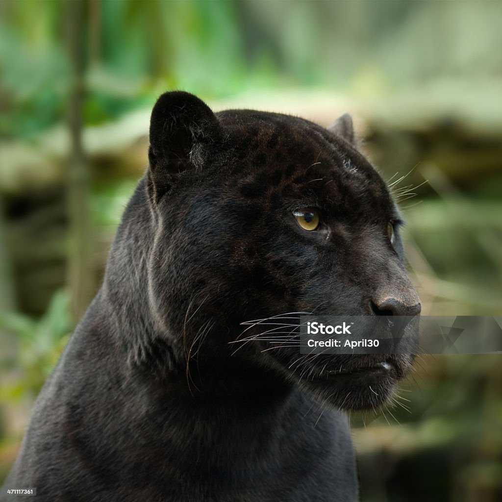 Black Panther - 로열티 프리 검은표범 스톡 사진