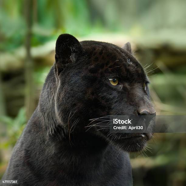 Black Panther 검은표범에 대한 스톡 사진 및 기타 이미지 - 검은표범, 야생고양이-고양잇과, 검은색