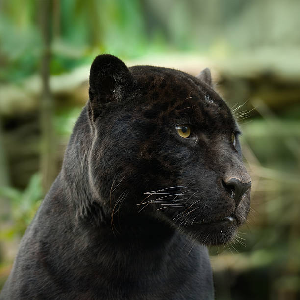 czarna pantera - leopard prowling black leopard undomesticated cat zdjęcia i obrazy z banku zdjęć