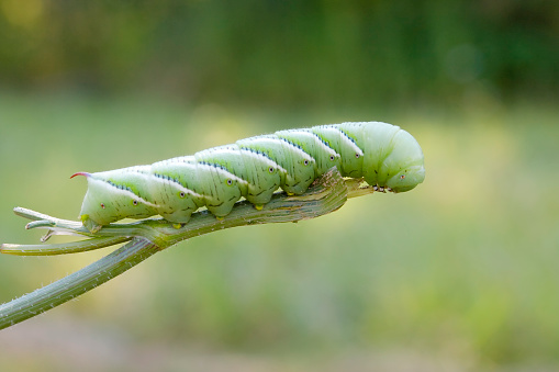 Tobacco hornworm caterpillar (Manduca sexta) on the stem of a tomato plant it denuded. Tobacco hornworms are very similar to and often confused with tomato hornworms, and both can be present on the same plant (and do a lot of damage rather quickly!).