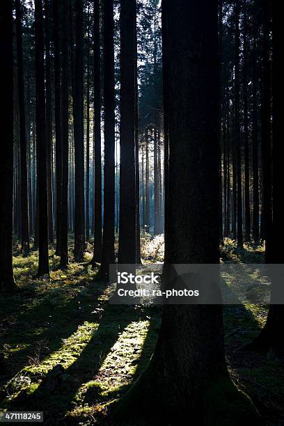 숲 0명에 대한 스톡 사진 및 기타 이미지 - 0명, 나무, 미스터리