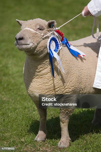 Приз Наград Southdown Овца — стоковые фотографии и другие картинки Овца - Копытное животное - Овца - Копытное животное, Орденская лента, Животноводство