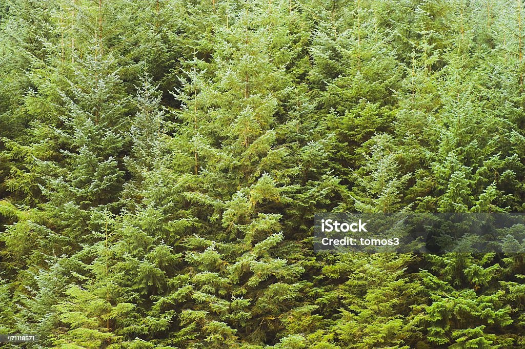 Floresta de copas das árvores - Foto de stock de Bosque - Floresta royalty-free