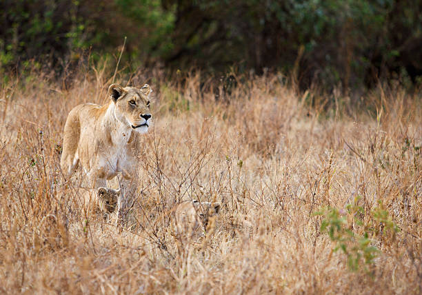 istock Alert lioness with well camouflaged cubs 471118579