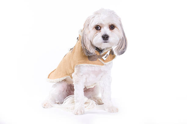istock Dog Wearing a Brown Winter Coat 471118685