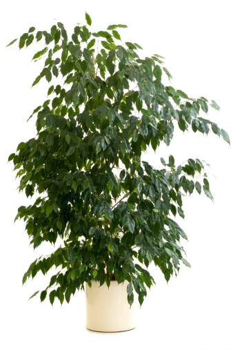 ficus árbol en flowerpot photo