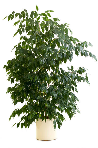 ficus árbol en flowerpot - benjamin fotografías e imágenes de stock