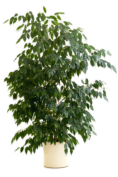 pohon ficus di pot bunga cokelat di latar belakang putih - tanaman hias tumbuhan potret stok, foto, & gambar bebas royalti
