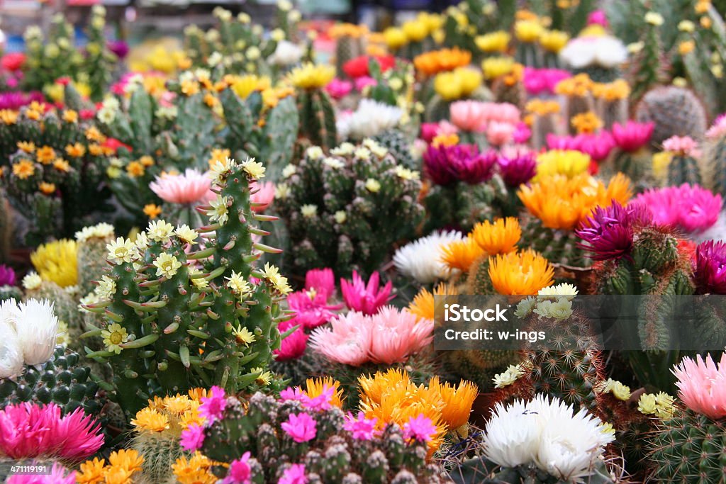 Colorida colección de cactus - Foto de stock de Cabeza de flor libre de derechos