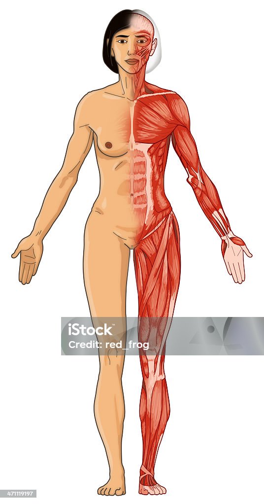 Organismo femminile, pelle e per i muscoli (immagine bitmap - Foto stock royalty-free di Anatomia umana