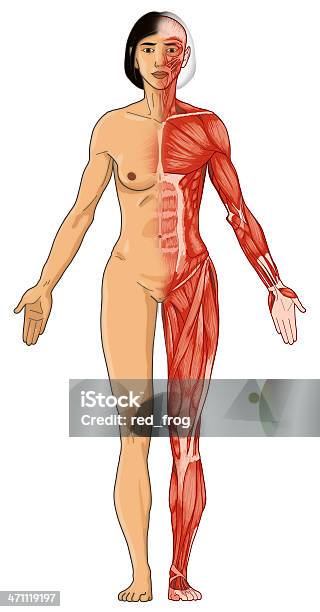 Organismo Femminile Pelle E Per I Muscoli Immagine Bitmap - Fotografie stock e altre immagini di Anatomia umana