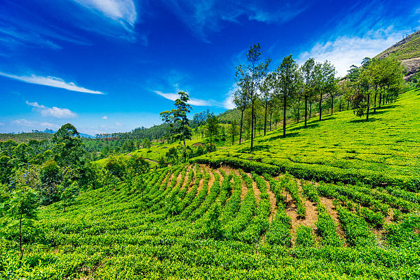 Tea plantation in Munnar Tea plantation in Munnar, Kerala, India. kerala south india stock pictures, royalty-free photos & images