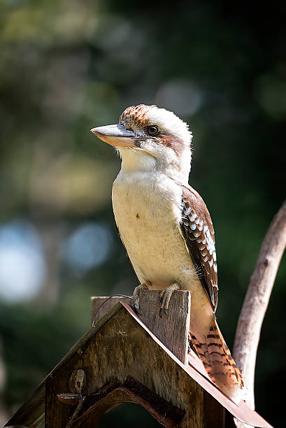istock Kookaburra perched on wooden bird feeder 471119288