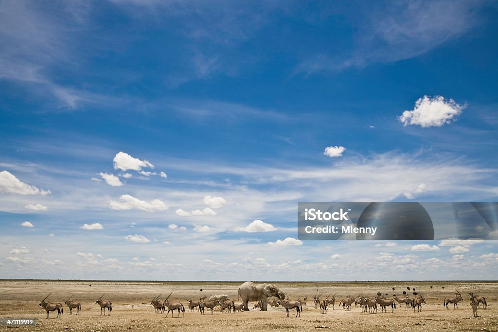 African Animal Wildlife Wild Animals under amazing African Sky. Elephants, springbok, oryx, ostrich and antilopes together in the wilderness drinking at a watering hole in the Etosha Pan, National Wilderness Park, Namibia Adventure Stock Photo