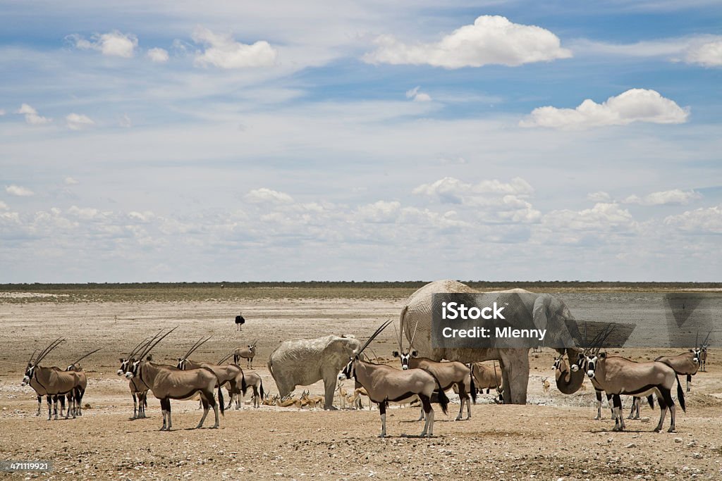 アフリカの野生動物 - Horizonのロイヤリティフリーストックフォト