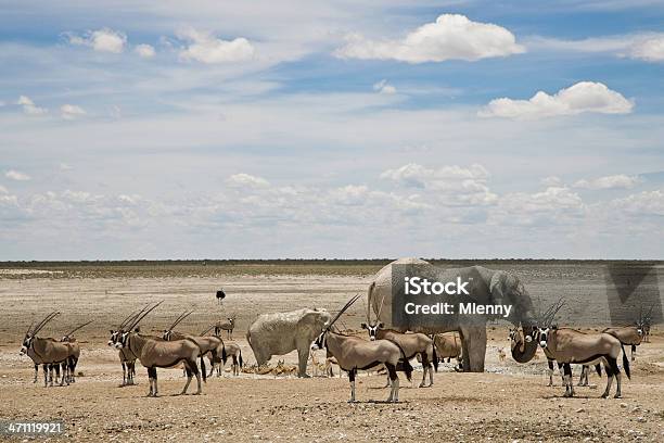 アフリカの野生動物 - Horizonのストックフォトや画像を多数ご用意 - Horizon, アフリカ, アフリカゾウ
