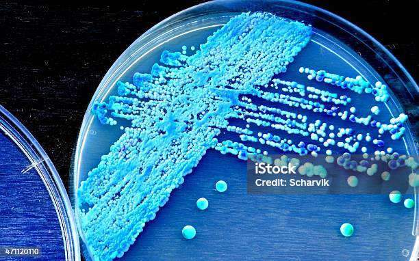 Yeast Stock Photo - Download Image Now - Thrush - Yeast Infection, Fungal Pathogen, Laboratory