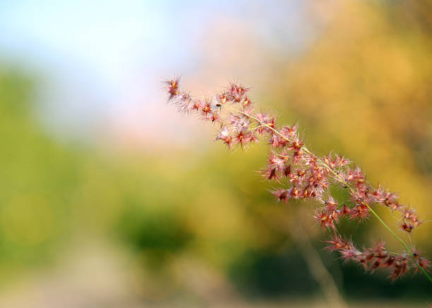 Weeds stock photo