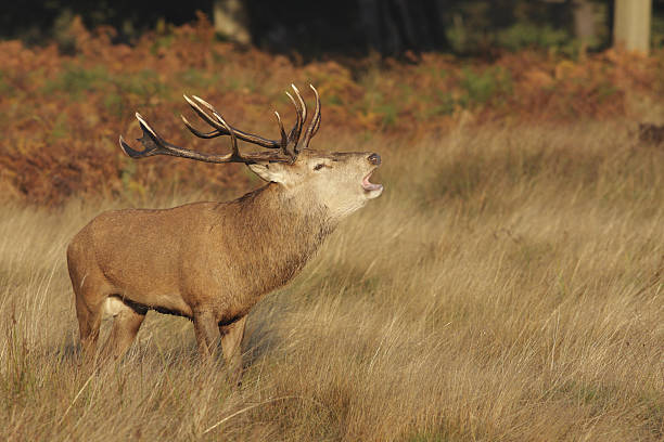 istock Red deer stag Cervus elaphus bellowing roaring in dawn sunlight 471120467