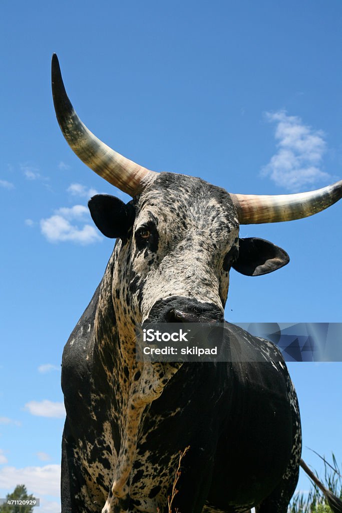 Большой черный бык - Стоковые фото Nguni Скот роялти-фри