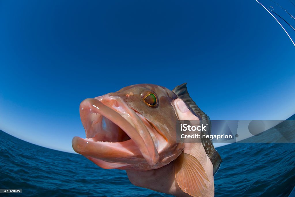 Avec oeil de poisson - Photo de Golfe du Mexique libre de droits