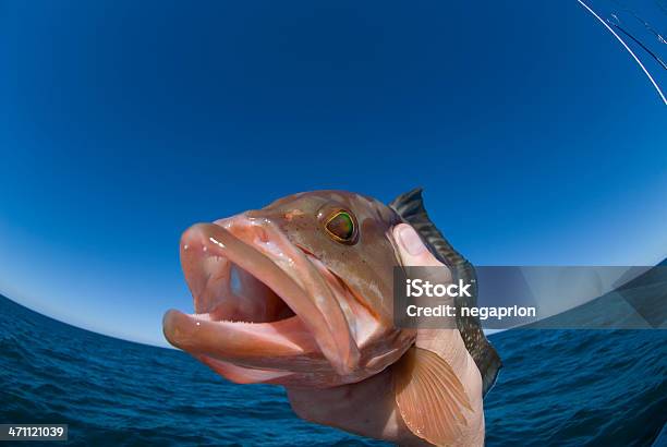 Photo libre de droit de Avec Oeil De Poisson banque d'images et plus d'images libres de droit de Golfe du Mexique - Golfe du Mexique, Poisson, Bleu