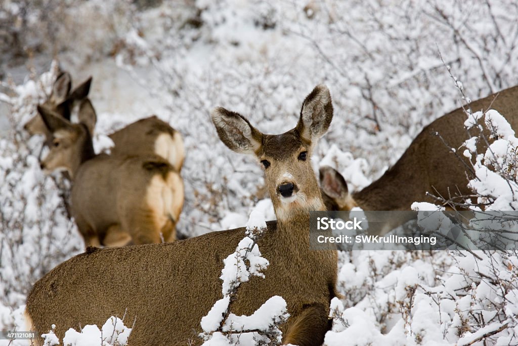 Ciervo mulo en la nieve en el bosque nacional de pikes - Foto de stock de Albergue de emergencia libre de derechos