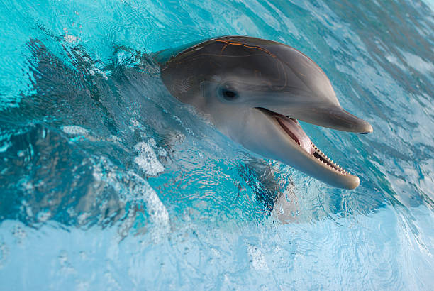 istock Close-up of dolphin 471121113
