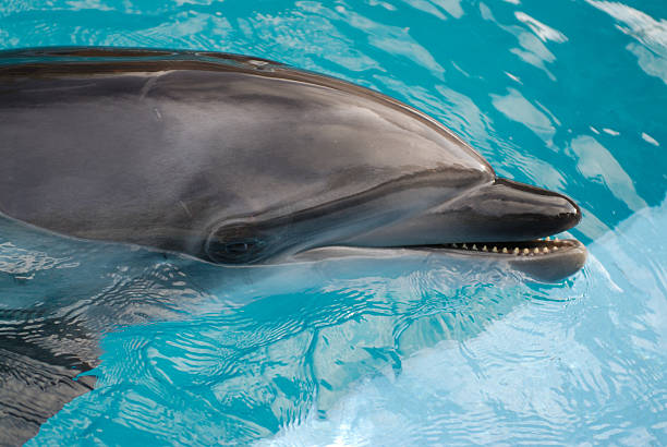 de bebê dolphin - dolphin aquarium bottle nosed dolphin smiling - fotografias e filmes do acervo