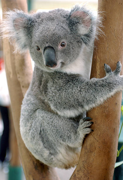 koala - koala australia sydney australia animal foto e immagini stock