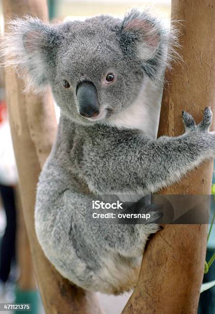 Koala - Fotografie stock e altre immagini di Koala - Koala, Abbracciare una persona, Animale