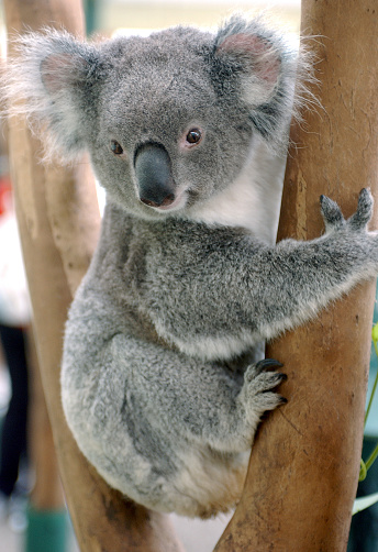 A Koala Bear at a nature reserve near Sydney, Australia