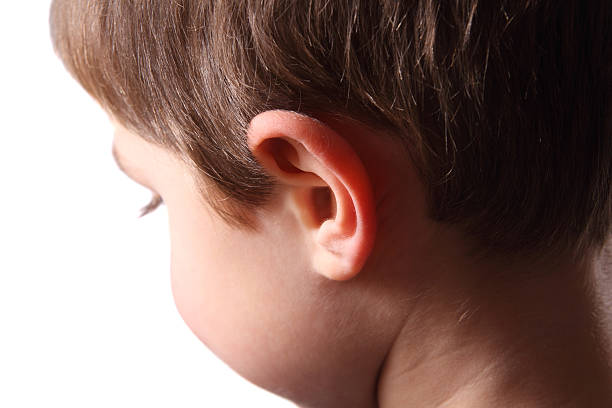 orecchio - young ears foto e immagini stock