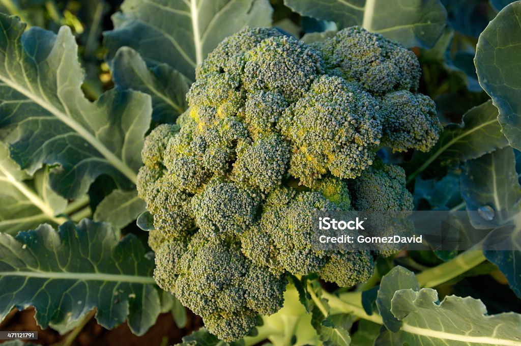 Broccoli Cluster Growing in Field Close-up of a organic broccoli cluster growing on the end the plant stalk.  Full fame, high view, closeup. Agriculture Stock Photo