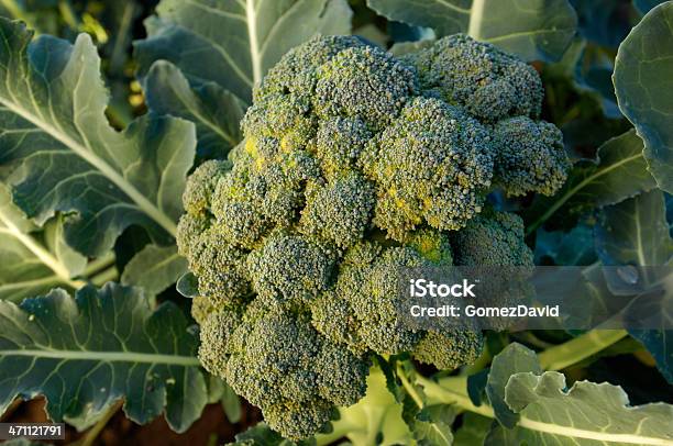 Broccoli Cluster Growing In Field Stock Photo - Download Image Now - Agriculture, Broccoli, Bud
