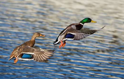 Mallard ducks that are roosting on a rock in a pond.