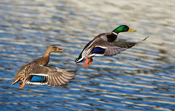 Flying Ducks Two mallard ducks flying in front of the photographer. RAW-file developed with Adobe Lightroom. Please have a look at my other mallard duck- and duck photos. drake male duck photos stock pictures, royalty-free photos & images