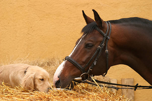 лошади и собаки первой встречи - livestock horse bay animal стоковые фото и изображения