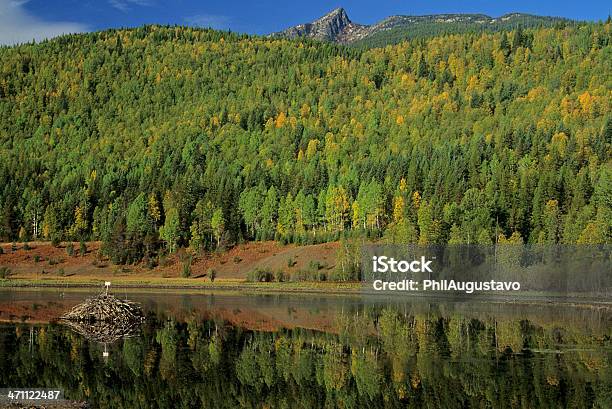 Photo libre de droit de Barrage De Castor Dans Létat De Washington banque d'images et plus d'images libres de droit de Arbre - Arbre, Barrage de castor, Branche - Partie d'une plante