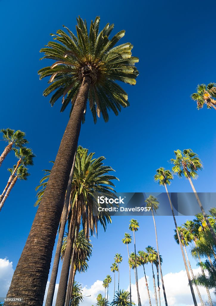 Des palmiers de Beverly Hills - Photo de Palmier libre de droits