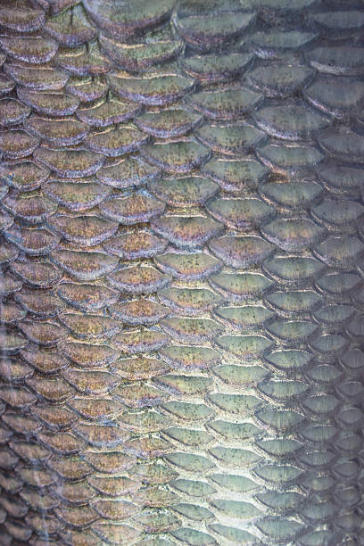 istock texture of fish scales close-up 471123274