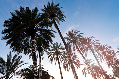 Silhouettes of Palm trees group at sunset with blue sky