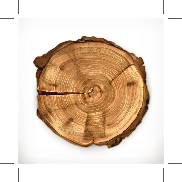 ilustraciones, imágenes clip art, dibujos animados e iconos de stock de tocón de árbol, redonda con anillos vector anual de corte - cross shape cross rough wood