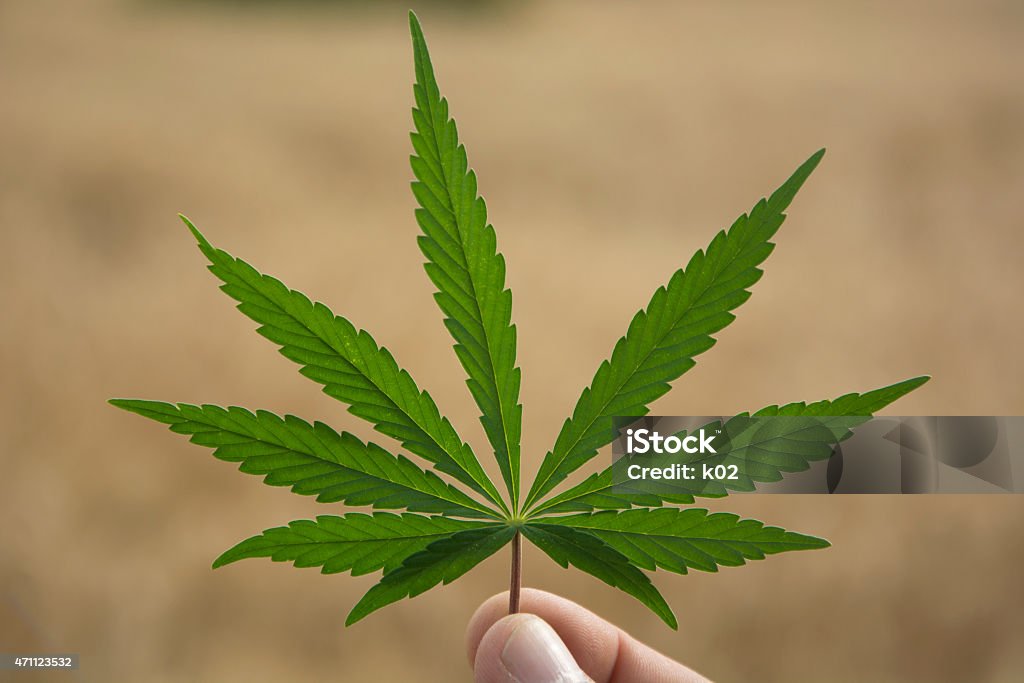 Close-up of marijuana leaf with blurred background A Marijuana Leaf in a Man's Hand 2015 Stock Photo