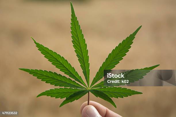 Closeup Of Marijuana Leaf With Blurred Background Stock Photo - Download Image Now - 2015, Abuse, Addict